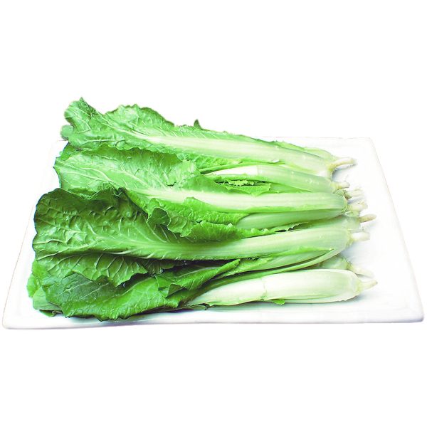 台灣白菜 - 台湾白菜 - TAIWAN BOK CHOY 1.4-1.6lb For Discount