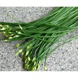 韭菜花 - 韭菜花 - CHIVES BUD 0.4-0.6 lb For Cheap